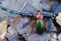 Carabus auronitens