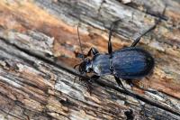 Carabus arvensis