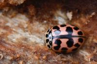 Oenopia conglobata