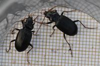 Nebria brevicollis