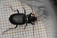 Nebria brevicollis