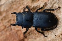 Dorcus parallelipipedus