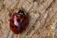 Harmonia axyridis