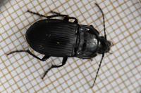 Abax ovalis