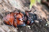 Platycerus caraboides