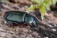 Platycerus caraboides