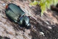 Platycerus caraboides