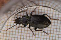 Pterostichus oblongopunctatus