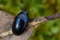 Platydema violacea