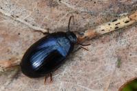 Platydema violacea