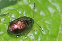 Crepidodera aurea
