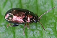 Crepidodera aurea
