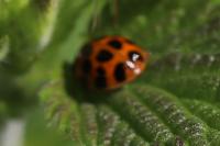 Harmonia axyridis