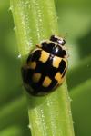 Propylea quatuordecimpunctata