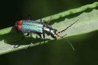 Malachius bipustulatus