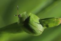 Cassida viridis