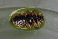 Cassida viridis
