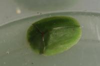 Cassida viridis