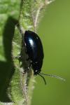 Agelastica alni