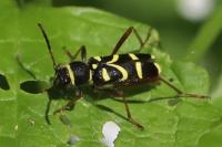 Clytus arietis
