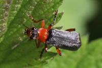 Cantharis pellucida