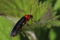 Cantharis pellucida