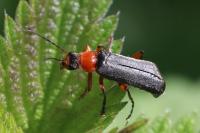 Cantharis pellucida