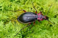 Carabus auronitens