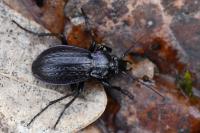 Carabus arvensis
