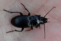 Abax parallelus