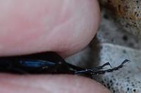 Abax parallelus
