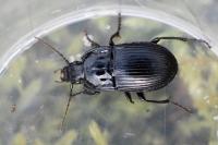 Abax ovalis