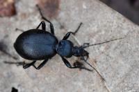 Cychrus caraboides