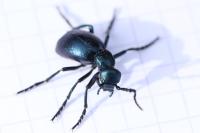 Meloe violaceus