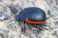Chrysolina