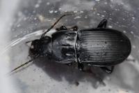 Abax parallelepipedus