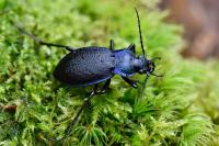 Carabus problematicus
