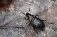 Pterostichus oblongopunctatus