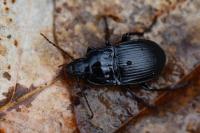 Abax ovalis