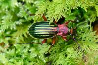 Carabus auronitens