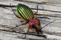 Carabus auronitens