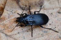 Abax parallelepipedus
