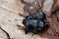 Abax ovalis