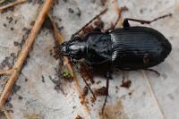 Pterostichus oblongopunctatus