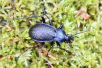 Carabus problematicus