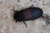 Dermestes lardarius