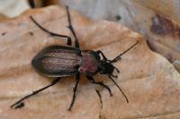 Carabus arvensis