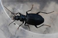 Platynus assimilis