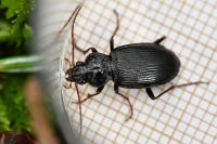 Nebria brevicollis