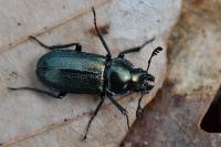 Platycerus caraboides
